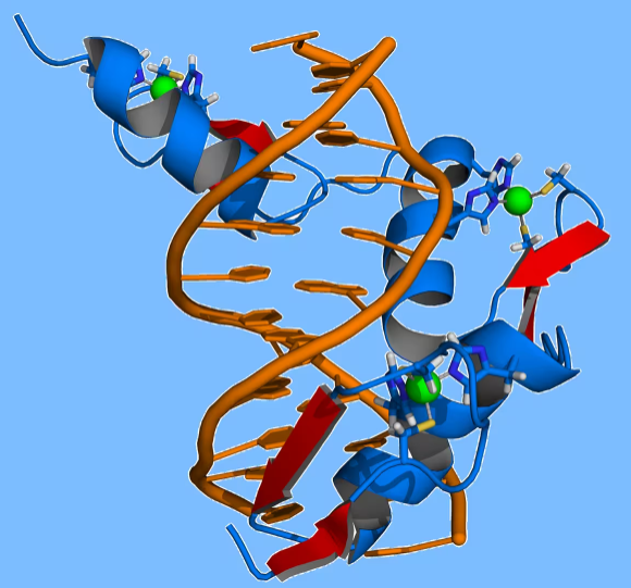 File:锌指蛋白 DNA.png