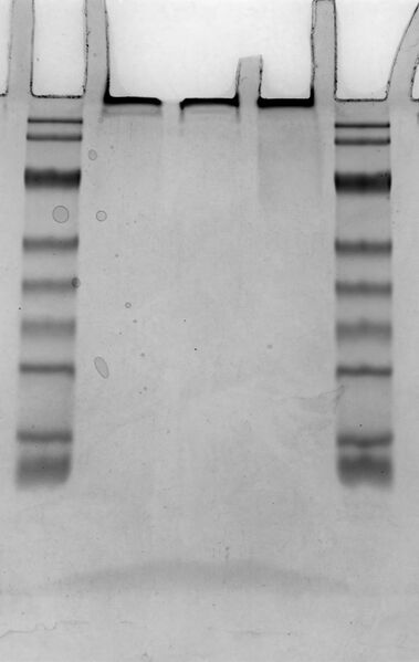 File:Ab-Oligo Native4-12.5 2026-01-23.jpg