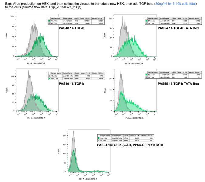 File:TGFbeta sensor test on HEK cells 20250327.png