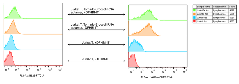 File:Yang 20250514 Tornado Brocooli on Jurkat T 15min.png