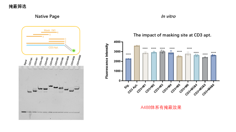 File:Huproject2-20260120-result of 2-CD3-L6 Apt..PNG