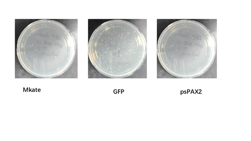File:HUproject2-1214质粒转化pFUGW，pFUGW mkate.png
