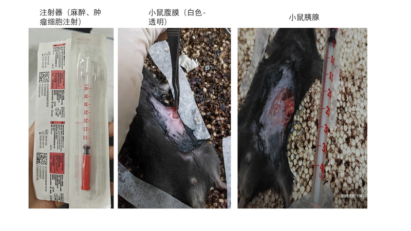 File:HU-20260120 小鼠胰腺癌原位造模.png